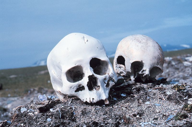Skulls on the beach of Punuk Island Alaska